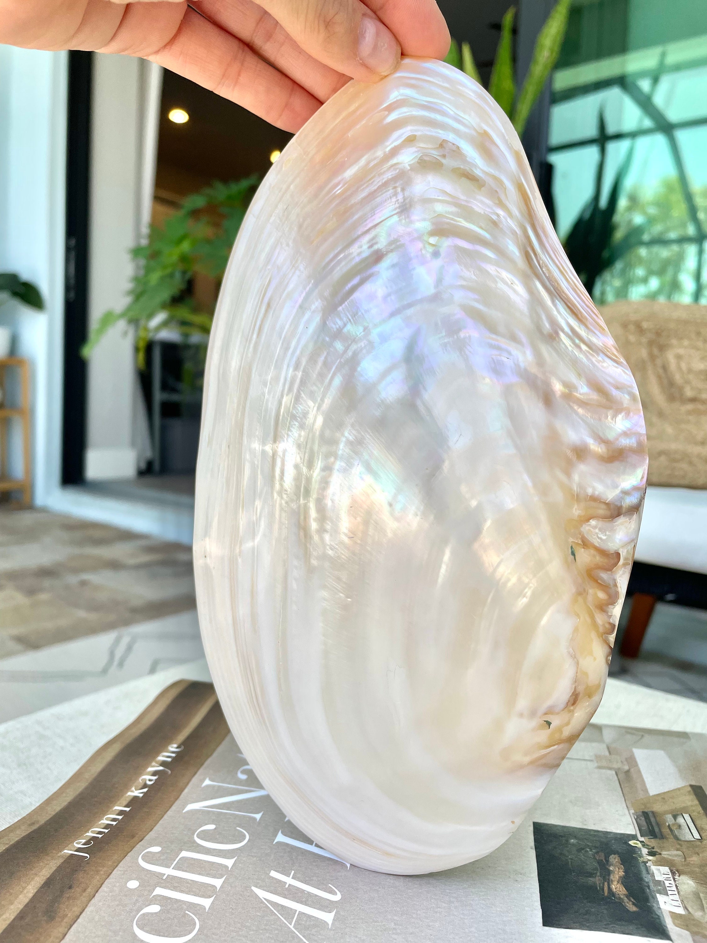 Giant pearl clam deals