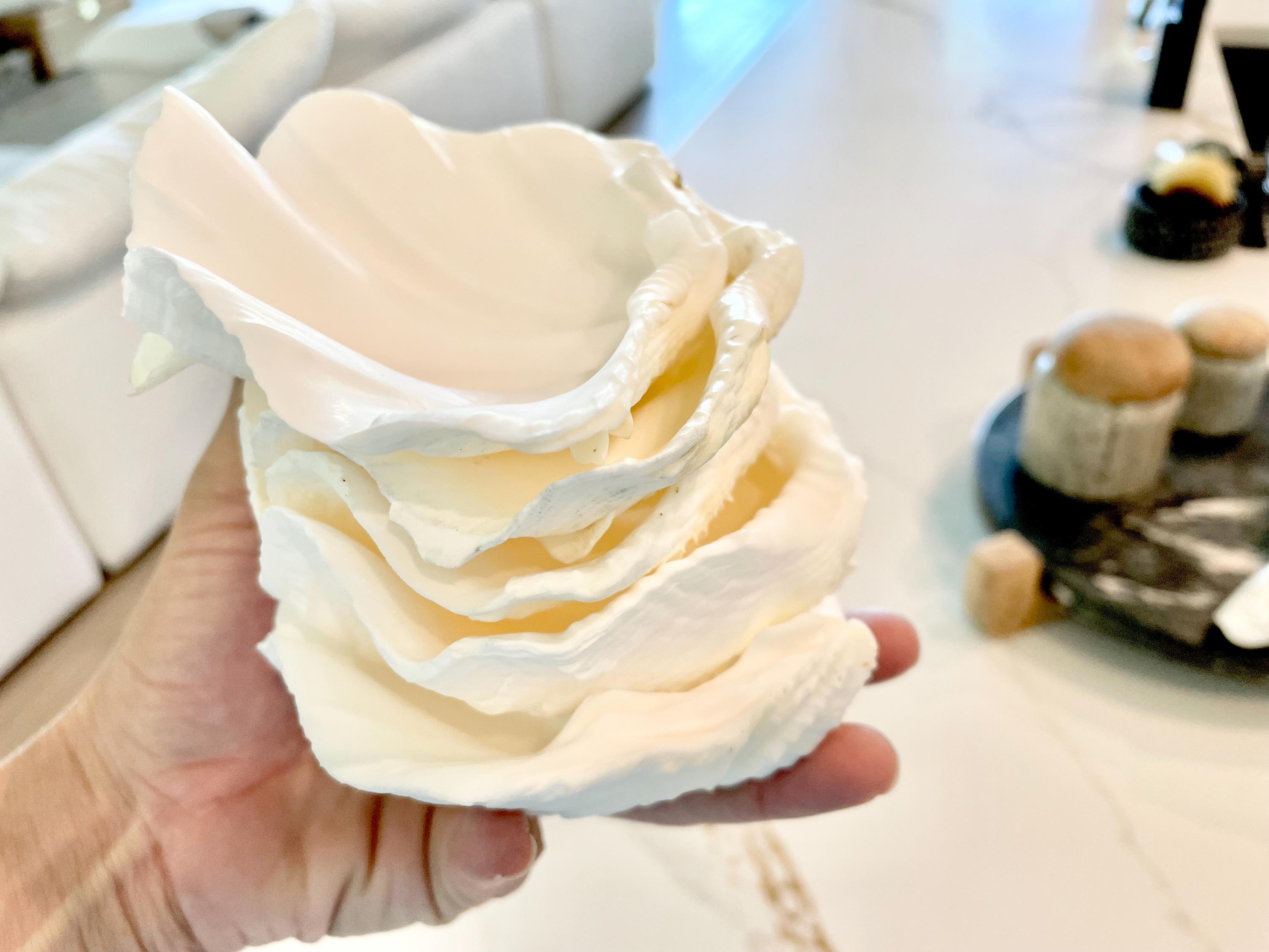 White Scalloped Edge Clam Shell 1/2 Shells *3-6