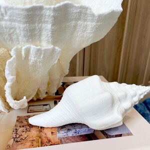 K&ouml;nnte beinhalten: Eine wei&szlig;e Muschelschale mit strukturierter Oberfl&auml;che liegt auf einer gemusterten Oberfl&auml;che, mit einer gro&szlig;en, strukturierten, wei&szlig;en korallenartigen Skulptur im Hintergrund. Die Objekte sind dekorativ und evozieren ein K&uuml;stenthema.