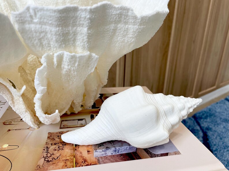 K&ouml;nnte beinhalten: Eine wei&szlig;e Muschelschale mit strukturierter Oberfl&auml;che liegt auf einer gemusterten Oberfl&auml;che, mit einer gro&szlig;en, strukturierten, wei&szlig;en korallenartigen Skulptur im Hintergrund. Die Objekte sind dekorativ und evozieren ein K&uuml;stenthema.
