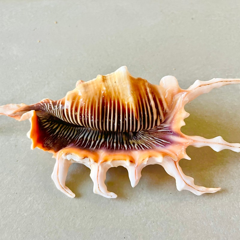 Weird Seashells - Etsy