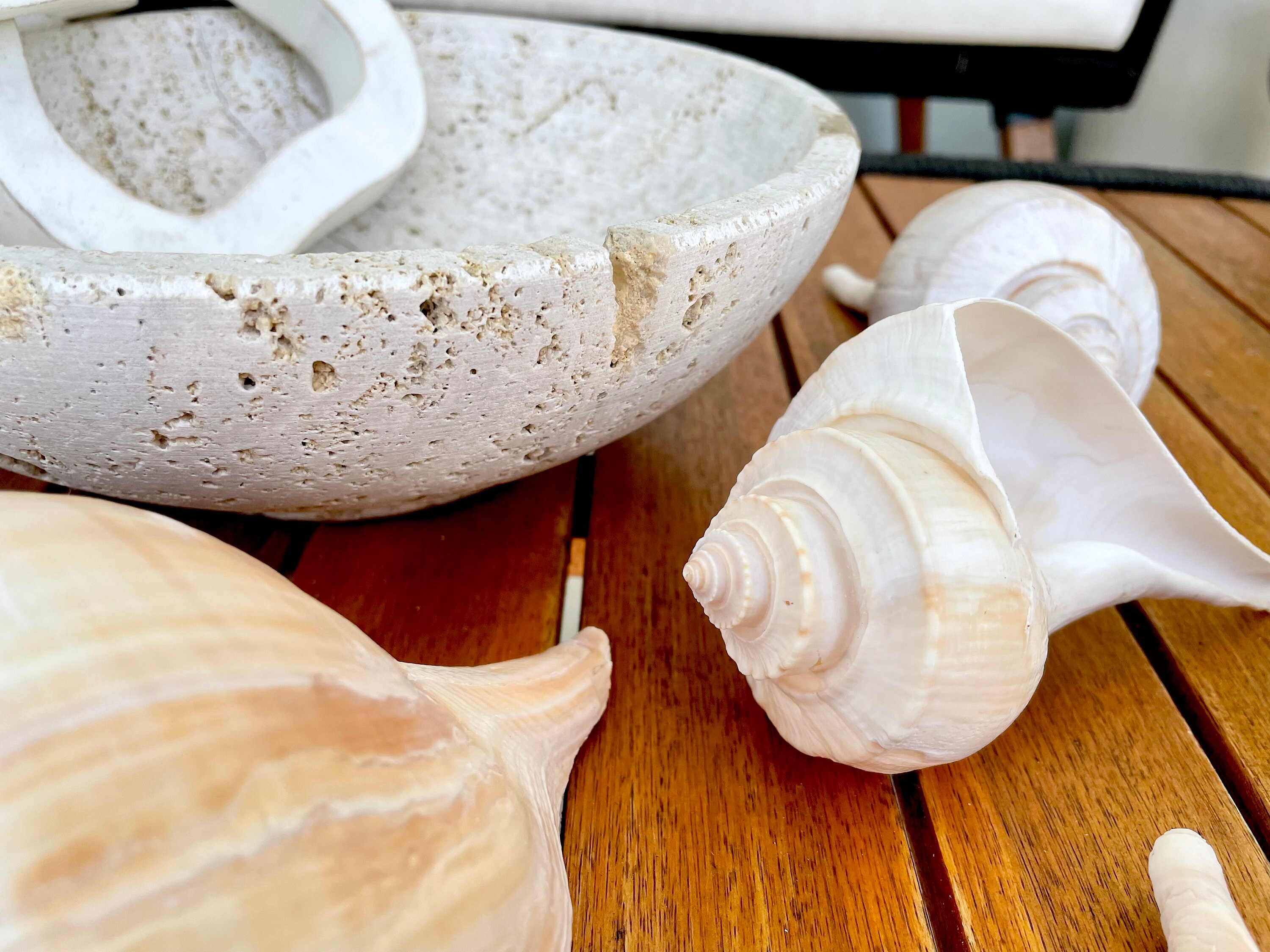 CHANNEL WHELK CONCH Shell 6-7