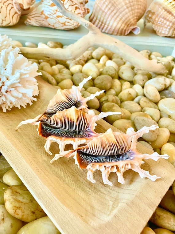 Scorpion Spider Conch Seashell Set of 3, 4-5