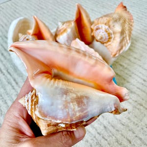 May include: A collection of seashells, featuring a large conch shell with a pink and white interior and a brown exterior. Other shells are visible, with varying sizes and colors, creating a coastal theme.