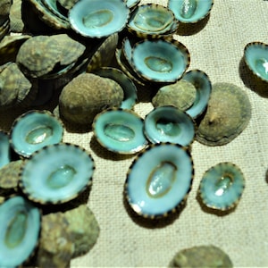 Emerald Green Mexican Limpet Shells (1/2"-1") Beach Crafts Coastal Decor Blue Sea Foam Green