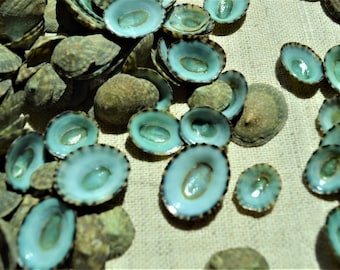 Emerald Green Mexican Limpet Shells (1/2"-1") Beach Crafts Coastal Decor Blue Sea Foam Green