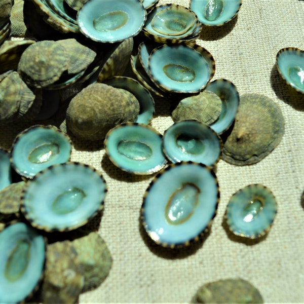 Emerald Green Mexican Limpet Shells (1/2"-1") Beach Crafts Coastal Decor Blue Sea Foam Green