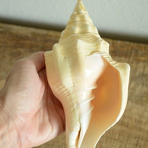 Puede incluir: Una gran concha de mar de color crema con una parte superior puntiaguda en espiral y un fondo largo y abierto. La concha tiene un acabado liso y brillante.