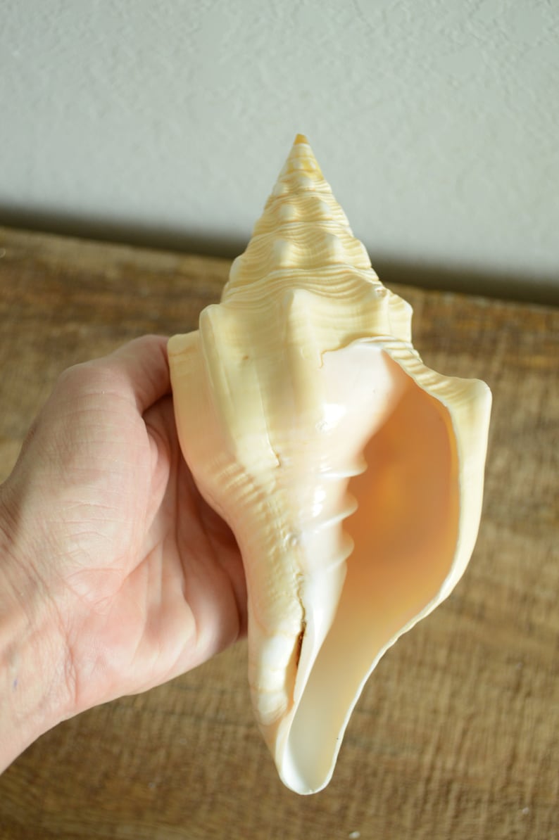 Puede incluir: Una gran concha de mar de color crema con una parte superior puntiaguda en espiral y un fondo largo y abierto. La concha tiene un acabado liso y brillante.