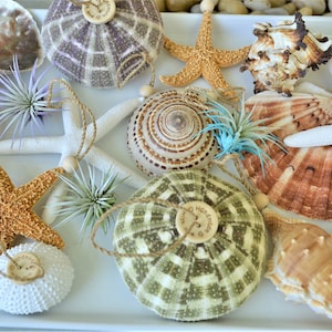 Mystery Beach Box! Various Shells Seashells, Sea Glass, Starfish, Urchins, Sand dollars and more coastal mix