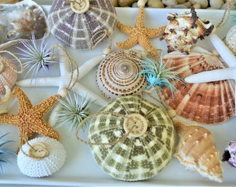 Mystery Beach Box! Various Shells Seashells, Sea Glass, Starfish, Urchins, Sand dollars and more coastal mix