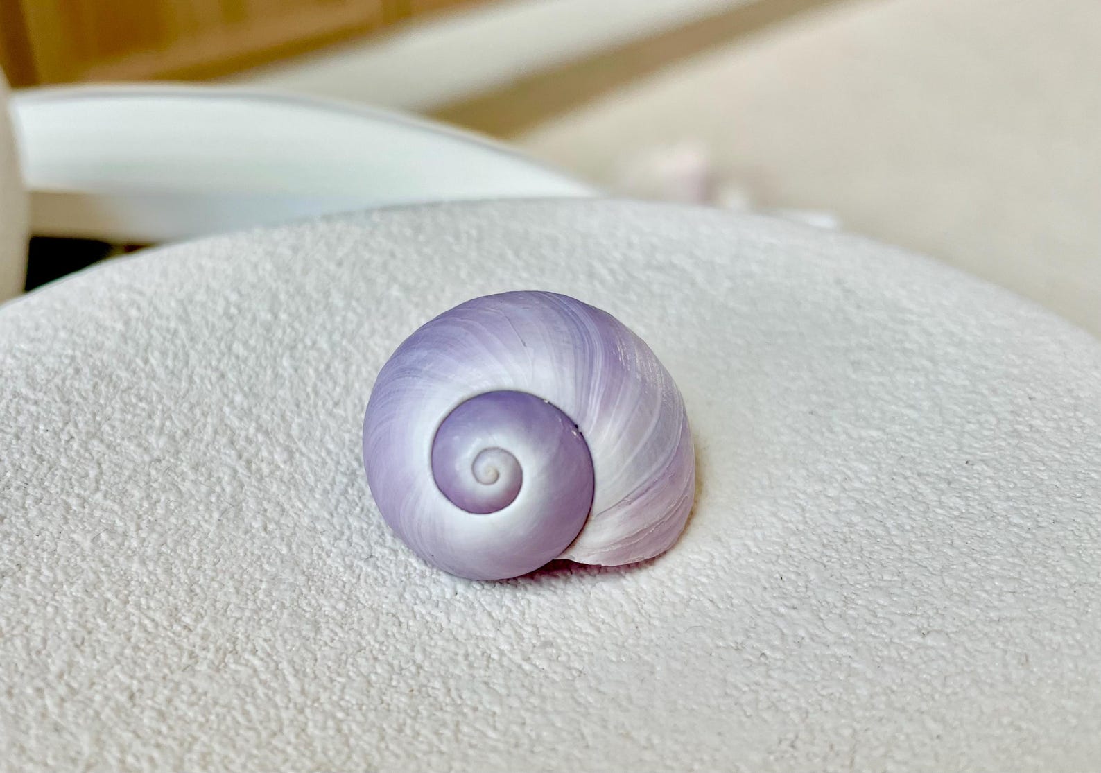 Purple Violet Sea Snail Shells 20-25mm (1") Craft Display Seashells, 1 ...