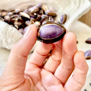Glossy Shiny PURPLE Snakehead Top Cowrie Shells 1-1.25&quot; Natural Ocean Seashells Ethically Sourced Jewelry Crafts Sea Coastal Home Décor