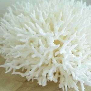 Genuine Sea BIRDSNEST CORAL 4-12" Ocean Reef 100% Real Coastal Beach Ocean Décor Nautical