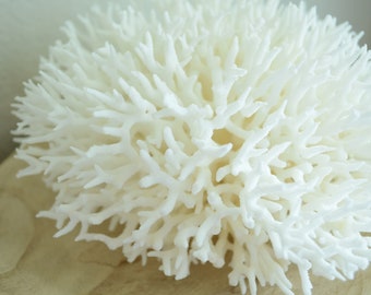 Genuine Sea BIRDSNEST CORAL 4-12" Ocean Reef 100% Real Coastal Beach Ocean Décor Nautical