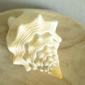 Puede incluir: Una gran concha de mar de color crema con un patr&oacute;n en espiral y una punta puntiaguda. La concha est&aacute; sentada sobre una superficie de madera.