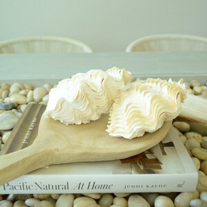 De Rasa Shells DERASA CLAM SHELLS Open Matching Pair *all Sizes* Natural Colored White ...