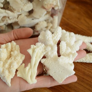 May include: A hand holding four pieces of white coral. The coral is in various shapes and sizes, with some pieces having a more porous texture than others.