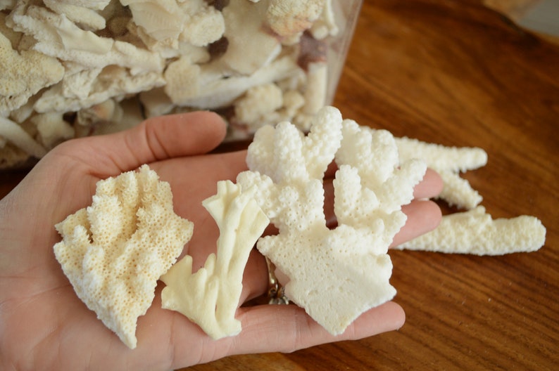 May include: A hand holding four pieces of white coral. The coral is in various shapes and sizes, with some pieces having a more porous texture than others.