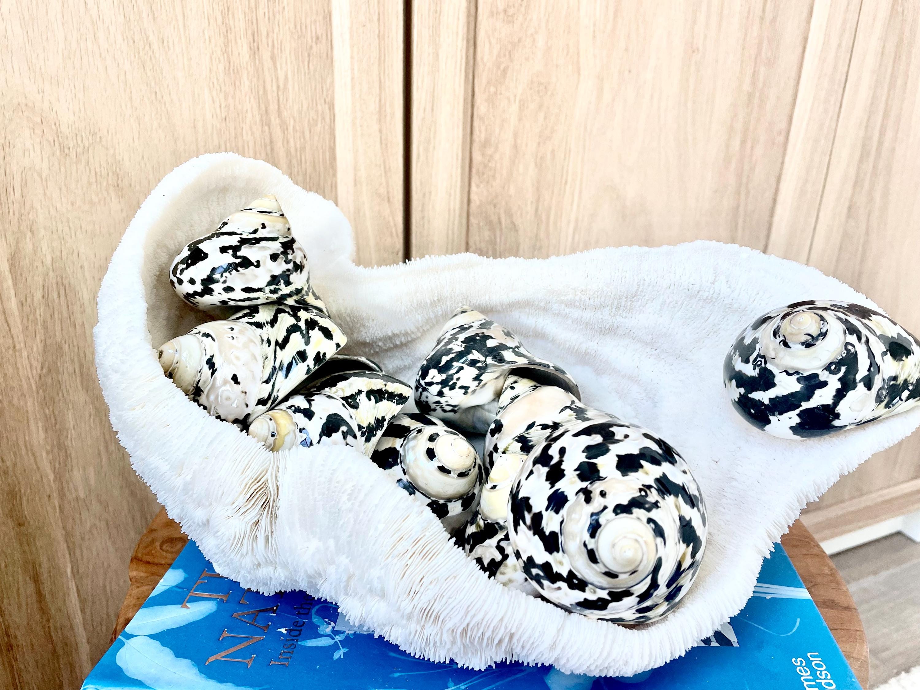 Magpie Shells MAGPIE TURBO SHELLS *you Choose Size* Naturally Polished Black White ...