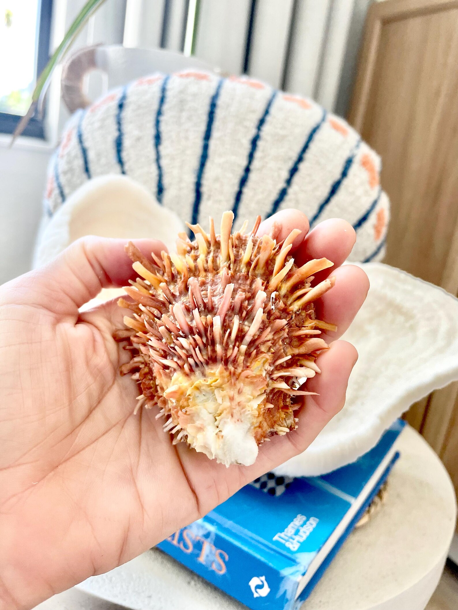 PACIFIC SPINY OYSTER Shells *all Sizes* Dark Orange Display Seashell - Etsy