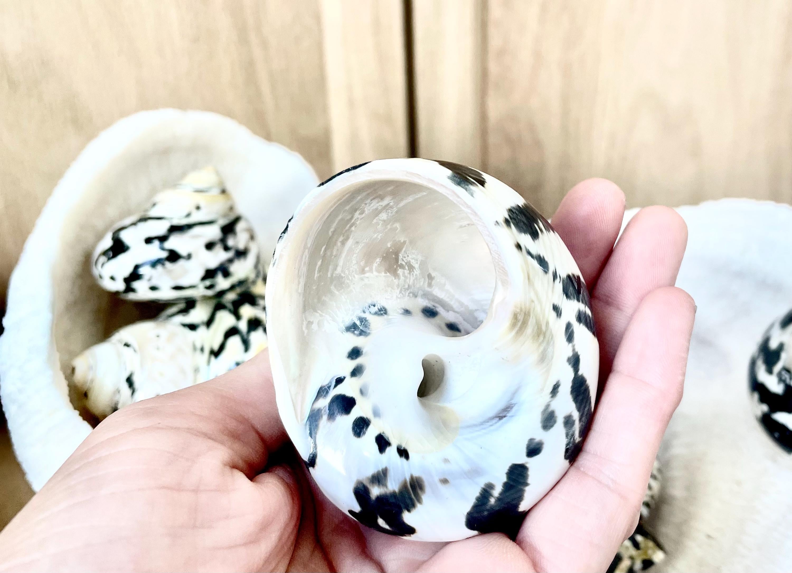 Magpie Shells MAGPIE TURBO SHELLS *you Choose Size* Naturally Polished Black White ...