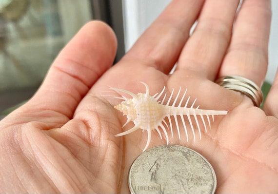 Venus Comb Seashell, Spikey Murex Shell *all Sizes* Coastal Home