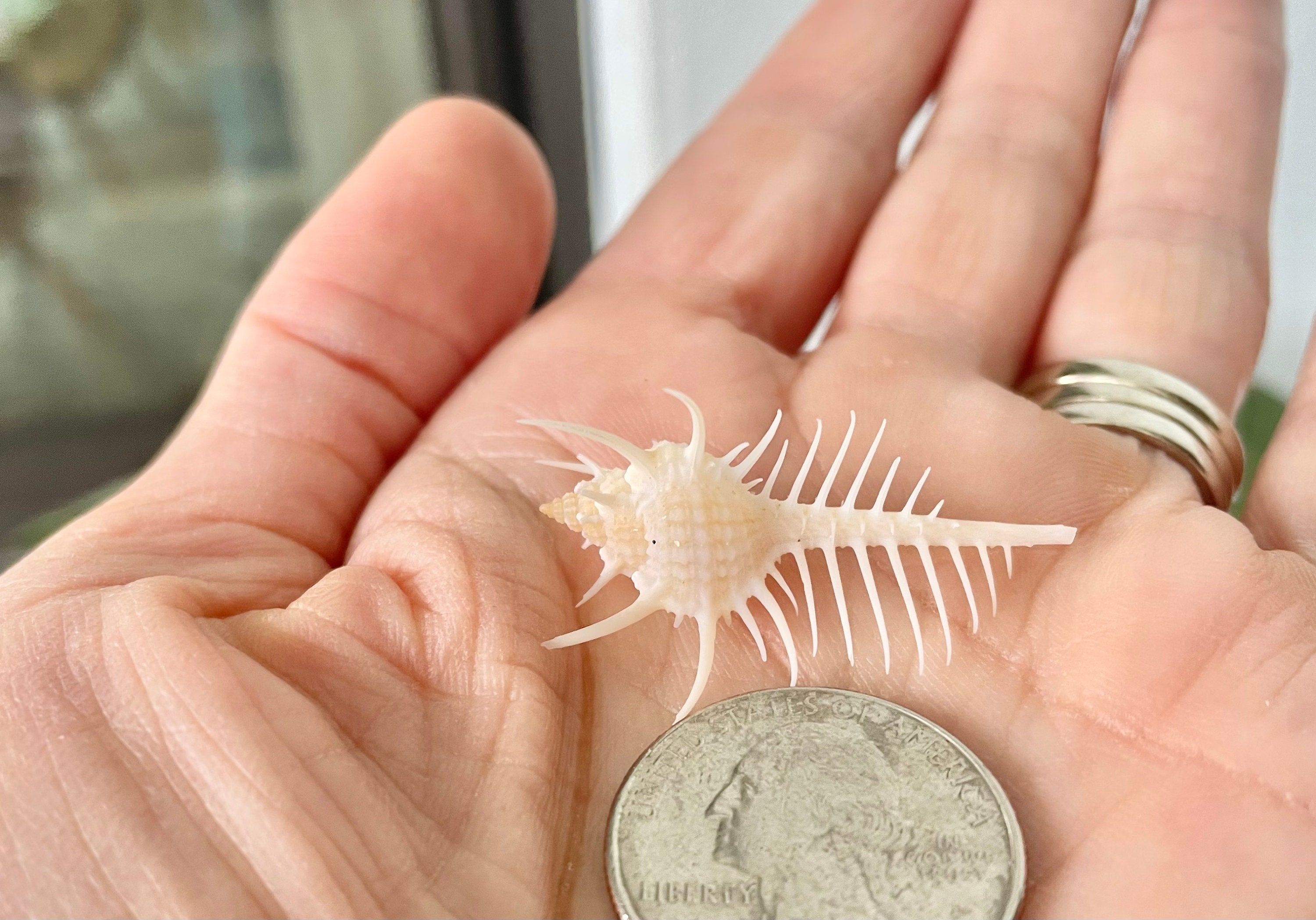 XISAOK Seashell Set Pierce Stud Earrings Assorted Boho Earrings Beach Jewelry for Girls and Womens Set of 4 Pairs　並行輸入品 : WeDoSoy Sea Shell Mixed Ocean Shells Set, 15 Kinds 1.2