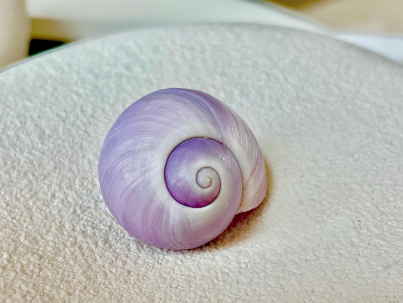 Purple Violet Sea Snail Shells 20-25mm (1") Craft Display Seashells, 1 ...