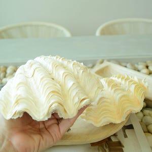 De Rasa Shells DERASA CLAM SHELLS Open Matching Pair *all Sizes* Natural Colored White ...