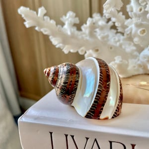 May include: A polished seashell featuring a spiral shape with alternating bands of dark brown, reddish-brown, and iridescent white. The shell has a smooth, glossy finish and is positioned on a white surface with visible black text lettering.