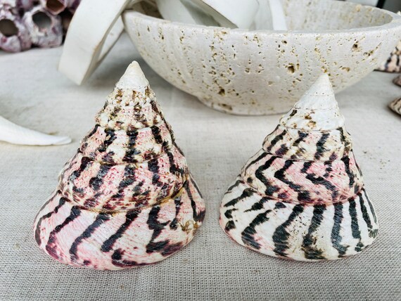 100% Authentic Seashell Large Strawberry Pink White Stripes