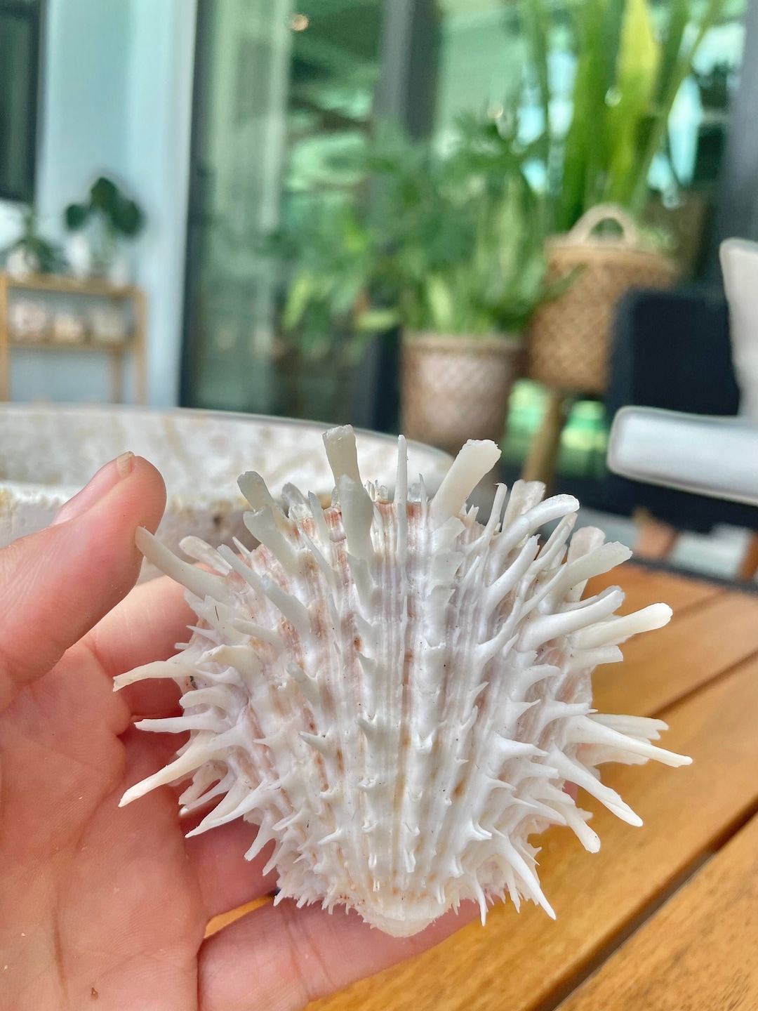 PACIFIC SPINY OYSTER Shells *all Sizes* White Paired Craft Display ...