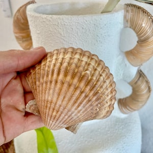 Mexican Scallop Shells: 3-3.5" Yellow Brown Beach Craft Candle Seashells