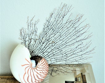 Genuine 9-10" BLACK Natural Sea fan Ocean Reef Dried Large Beach Coastal Décor Display