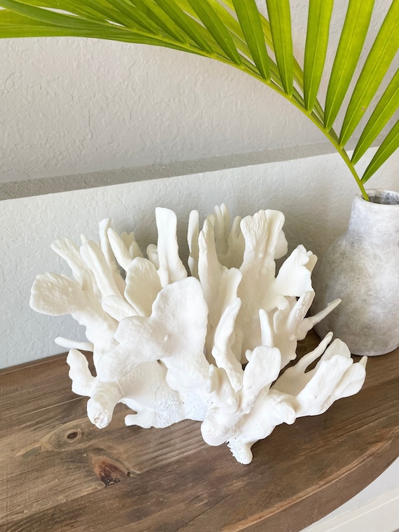 Polished Natural Sand Dollar Fossil Nautical Beach Sea Shell Coastal Ocean Decor Polished Natural Sand Dollar Fossil Nautical Beach Sea Shell Coastal Ocean Decor