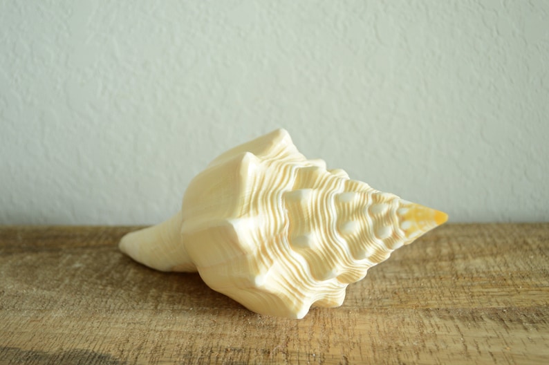 Puede incluir: Una gran concha blanca con forma de espiral y una punta puntiaguda. La concha tiene un acabado liso y brillante y est&aacute; apoyada sobre una superficie de madera.
