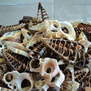 May include: A close-up of a collection of seashells in a clear container. The shells are a mix of brown, white, and beige, and some have a lattice-like pattern.