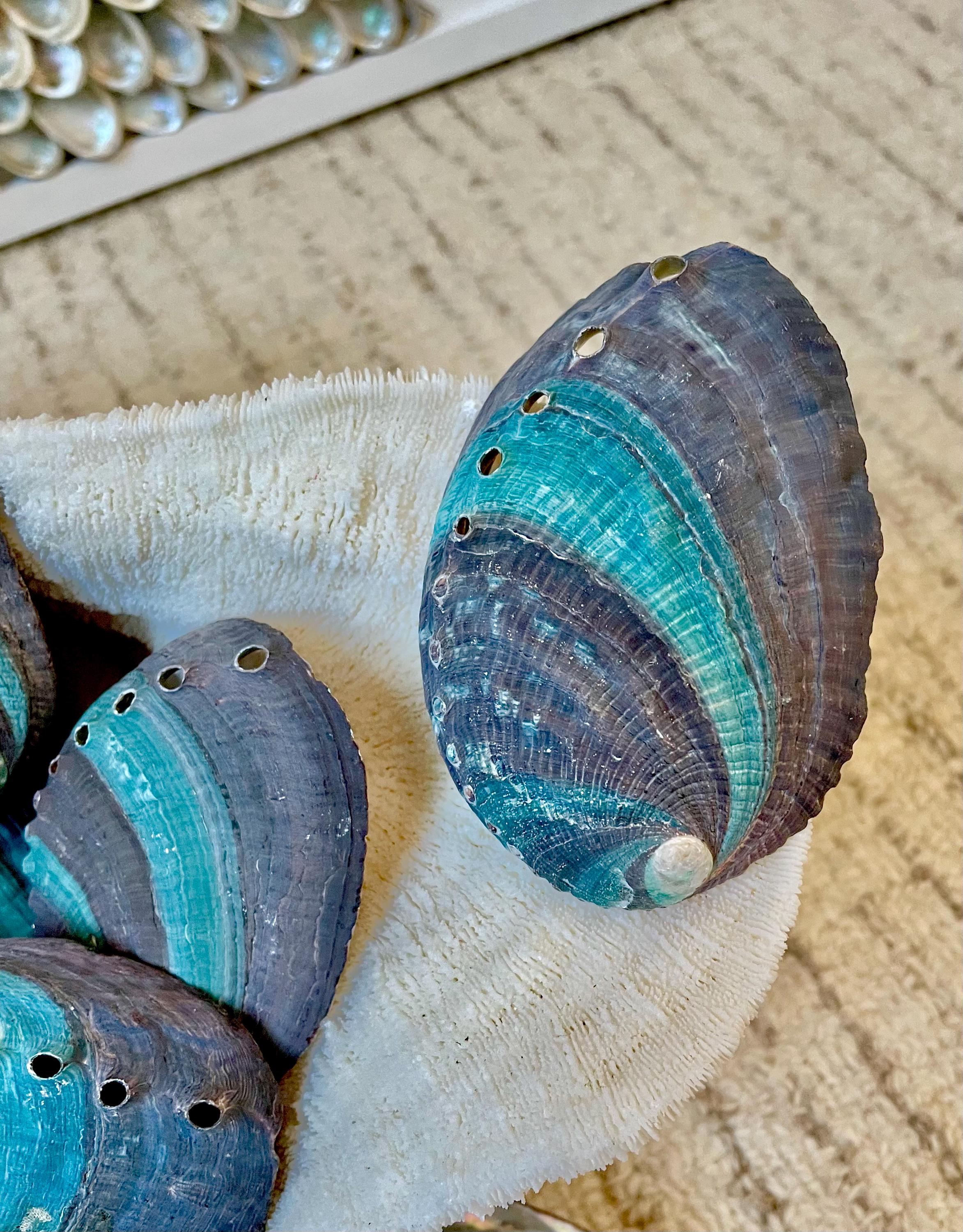Turquoise Blue Abalone Shell (3.5-4