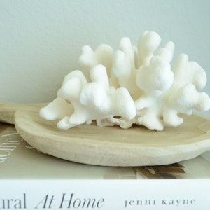 PATA DE GATO CORAL Blanco *Todos los tamaños* Auténtico fósil marino natural real Decoración costera