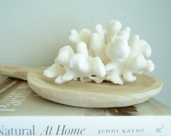 CATS PAW CORAL White *All Sizes* Authentic Natural Real Sea Fossil Coastal Décor