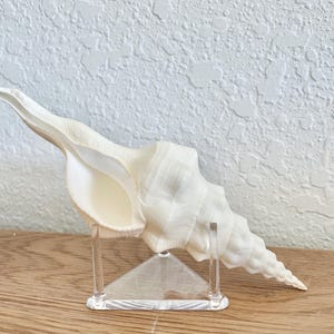 May include: A white seashell with a long, curved shape is displayed on a clear acrylic stand. The shell has a smooth, glossy finish and intricate details.
