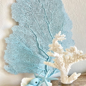 8-18” Light Blue REAL Sea Fans Starfish & Urchins Ocean Reef Natural Beach Coastal Décor Display
