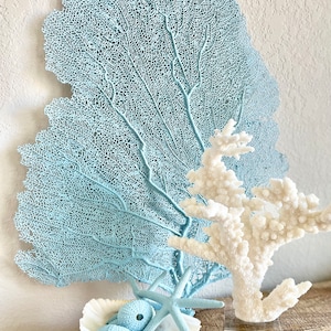 8-18” Light Blue REAL Sea Fans Starfish & Urchins Ocean Reef Natural Beach Coastal Décor Display