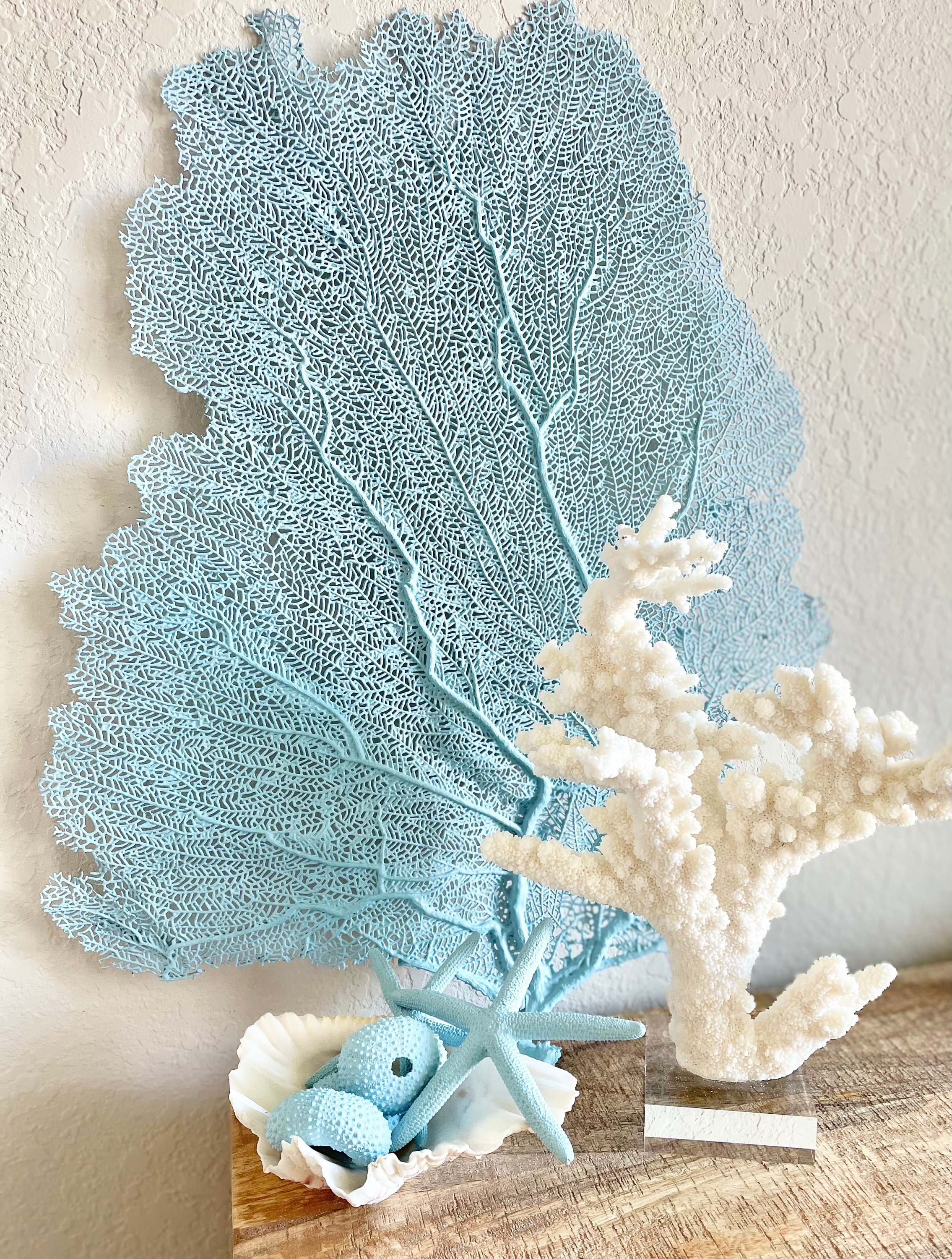 8-18” Light Blue REAL Sea Fans Starfish & Urchins Ocean Reef Natural Beach Coastal Décor Display