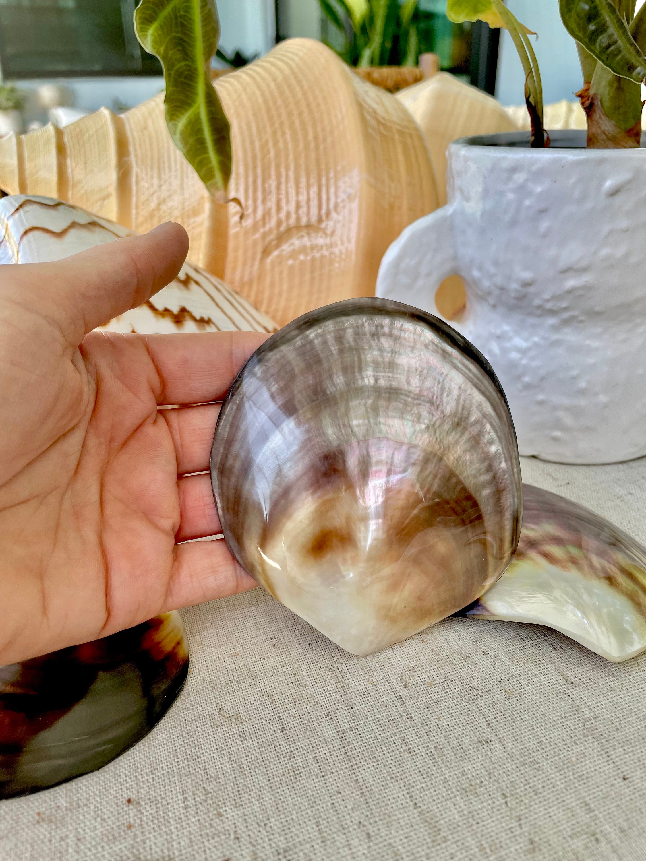 SHINY Brown Lip Mother of Pearl Polished Oyster Half 2-5