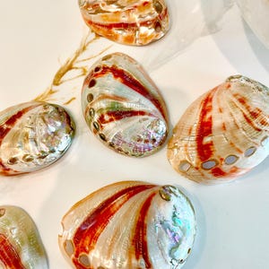 May include: A collection of iridescent abalone shells with vibrant colors of red, orange, and white. The shells have a pearlescent sheen and a textured surface, perfect for coastal decor or craft projects.