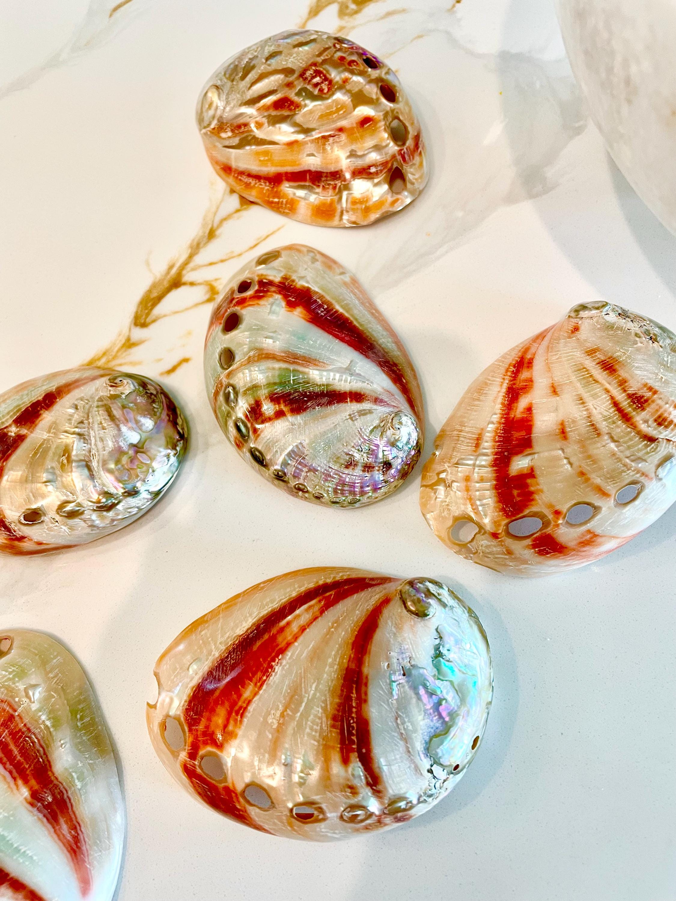 POLISHED RED ABALONE Shells 3-3.5" Display Seashell Coastal Décor Sage ...