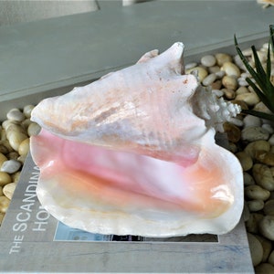 Natural Bahama Pink Conch Seashell 6-9&quot; You pick size, Caribbean Queen Beach Nautical Table Coastal Décor Shell Sustainably Sourced Sea