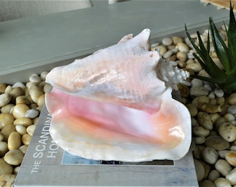Natural Bahama Pink Conch Seashell 7-10" You pick size, Caribbean Queen Beach Nautical Table Coastal Décor Shell Sustainably Sourced Sea